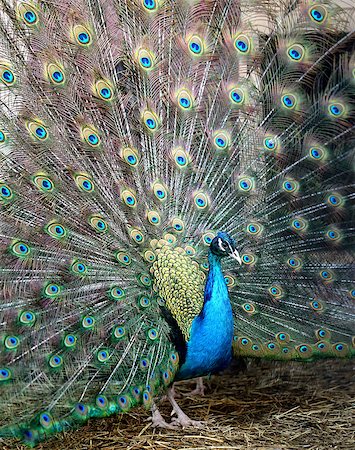 simsearch:400-06140916,k - Photo portrait of a beautiful peacock in the spring during mating season Foto de stock - Super Valor sin royalties y Suscripción, Código: 400-08530392