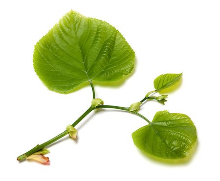 simsearch:400-07827769,k - Green linden-tree leafs. Isolated on white background. Foto de stock - Super Valor sin royalties y Suscripción, Código: 400-08530486
