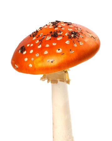 simsearch:400-06094336,k - Red fly-agaric mushroom with pieces of dirt. Isolated on white background. Photographie de stock - Aubaine LD & Abonnement, Code: 400-08530487