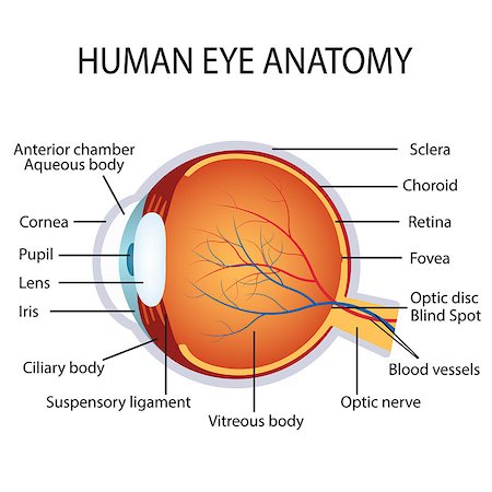 Illustration of the human eye anatomy on the white background. Also available as a Vector in Adobe illustrator EPS 8 format. Stock Photo - Budget Royalty-Free & Subscription, Code: 400-08530504
