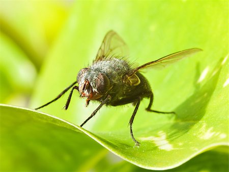 simsearch:400-07680450,k - Macro of a large fly on green leaf in the sunshine Photographie de stock - Aubaine LD & Abonnement, Code: 400-08530657