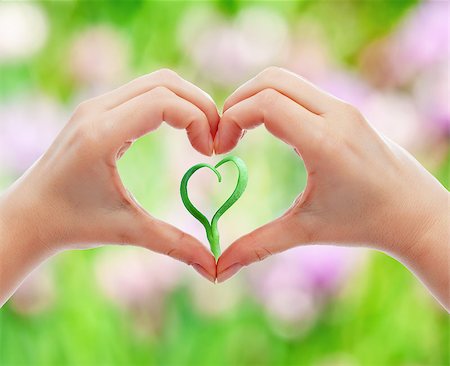simsearch:400-05701644,k - Love and protect nature and life concept with woman hand holding young heart shaped seedling Stock Photo - Budget Royalty-Free & Subscription, Code: 400-08530653