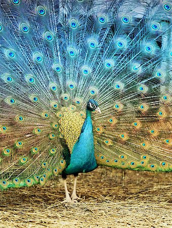 simsearch:400-06140916,k - Photo portrait of a beautiful peacock in the spring during mating season Foto de stock - Super Valor sin royalties y Suscripción, Código: 400-08530951