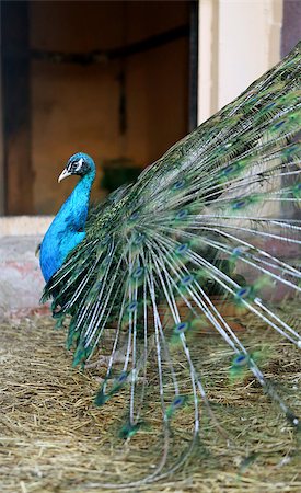 simsearch:400-06140916,k - Photo portrait of a beautiful peacock in the spring during mating season Foto de stock - Super Valor sin royalties y Suscripción, Código: 400-08530952