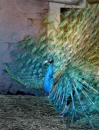 simsearch:400-06140916,k - Photo portrait of a beautiful peacock in the spring during mating season Foto de stock - Super Valor sin royalties y Suscripción, Código: 400-08530953