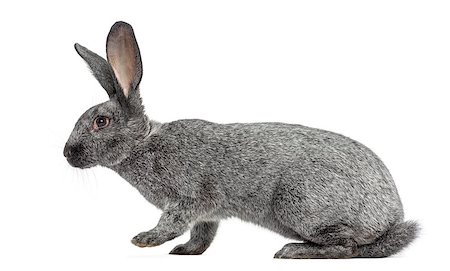 simsearch:400-08258583,k - Argente rabbit walking, isolated on white Photographie de stock - Aubaine LD & Abonnement, Code: 400-08531906