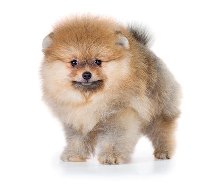 simsearch:400-04681788,k - Portrait of a Pomeranian puppy age of 2 month isolated on white background Stockbilder - Microstock & Abonnement, Bildnummer: 400-08532175