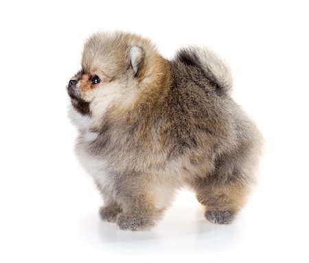 simsearch:400-05672007,k - Portrait of a Pomeranian puppy age of 1,5 month isolated on white background Stockbilder - Microstock & Abonnement, Bildnummer: 400-08532176
