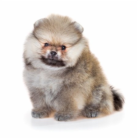 simsearch:400-05722368,k - Portrait of a Pomeranian puppy age of 1,5 month isolated on white background Stock Photo - Budget Royalty-Free & Subscription, Code: 400-08532177