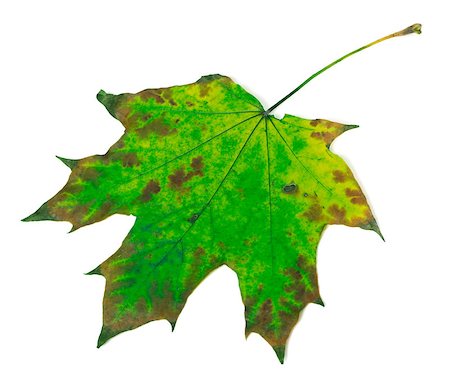 simsearch:851-02963822,k - Multicolor maple-leaf isolated on white background Stockbilder - Microstock & Abonnement, Bildnummer: 400-08532827