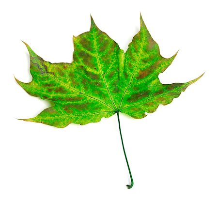 simsearch:851-02963822,k - Multicolor maple-leaf. Isolated on white background. Stockbilder - Microstock & Abonnement, Bildnummer: 400-08532828