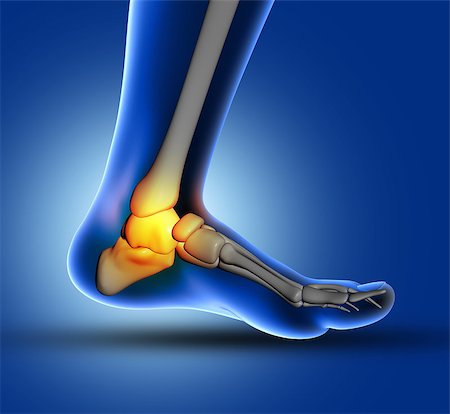 simsearch:400-08647675,k - 3D render of a medical image of close up of ankle bone in foot Stockbilder - Microstock & Abonnement, Bildnummer: 400-08533522