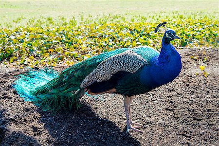 Peacock with long tail in the park. Photographie de stock - Aubaine LD & Abonnement, Code: 400-08533802