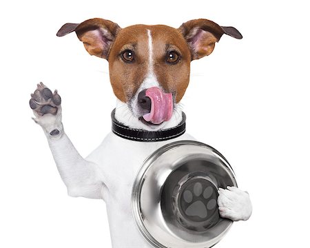 simsearch:400-07208442,k - hungry  jack russell dog holding food bowl and licking with tongue, isolated on white background Stockbilder - Microstock & Abonnement, Bildnummer: 400-08554007