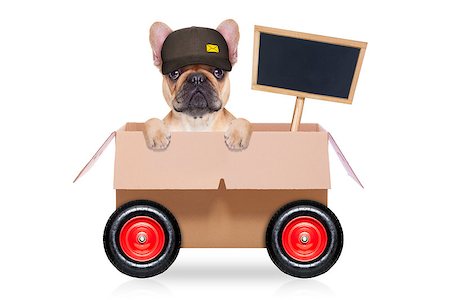 mail  delivery  french bulldog dog in a big moving box on wheels  with blank placard or blackboard, isolated on white background Stock Photo - Budget Royalty-Free & Subscription, Code: 400-08554009