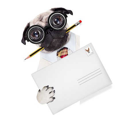 mail delivery pug dog , holding pencil and post envelope,behind blank white banner or placard,  isolated  on white background Stock Photo - Budget Royalty-Free & Subscription, Code: 400-08554018