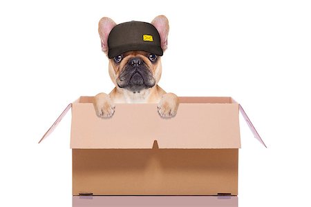 mail  delivery  french bulldog dog inside a big moving box   , isolated on white background Stock Photo - Budget Royalty-Free & Subscription, Code: 400-08554010