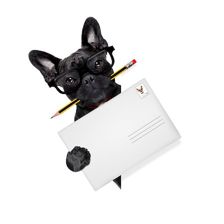 mail delivery french bulldog dog , holding pencil and post envelope,behind blank white banner or placard,  isolated  on white background Stock Photo - Budget Royalty-Free & Subscription, Code: 400-08554024