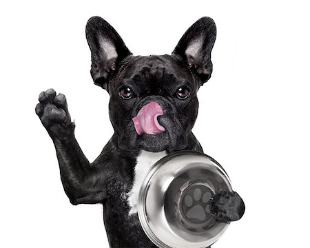 simsearch:400-07208442,k - hungry  french bulldog  dog holding food bowl and licking with tongue, isolated on white background Stockbilder - Microstock & Abonnement, Bildnummer: 400-08554028