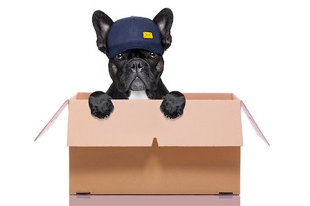 mail  delivery  french bulldog dog inside a big moving box   , isolated on white background Stock Photo - Budget Royalty-Free & Subscription, Code: 400-08554031