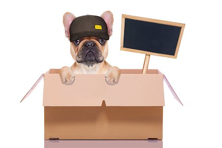mail  delivery  french bulldog dog in a big moving box   with blank placard or blackboard, isolated on white background Stock Photo - Budget Royalty-Free & Subscription, Code: 400-08554414