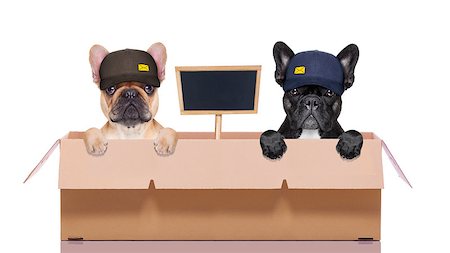 mail  delivery  couple or row of dogs in a big moving box , with blank placard or blackboard ,  isolated on white background Stock Photo - Budget Royalty-Free & Subscription, Code: 400-08554413