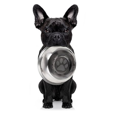 simsearch:400-07208442,k - hungry  french bulldog  dog holding bowl with mouth ,isolated on white background Stockbilder - Microstock & Abonnement, Bildnummer: 400-08554420