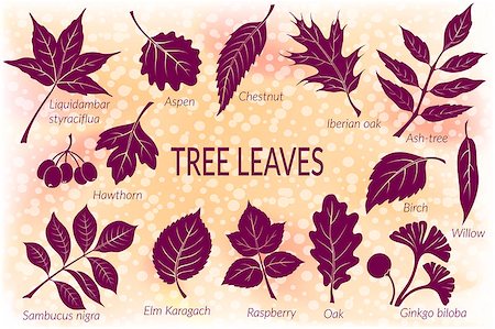 Pictograms Set, Tree Leaves, Oak, Iberian Oak, Raspberry, Willow, Liquidambar, Hawthorn, Aspen, Ginkgo Biloba, Elm Karagach, Birch, Ash, Chestnut and Sambucus. Eps10, Contains Transparencies. Vector Fotografie stock - Microstock e Abbonamento, Codice: 400-08554930