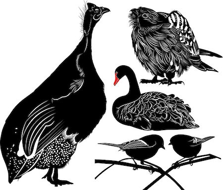 simsearch:400-07319551,k - guinea fowl birds Numiba. The figure shows a bird swan. falcon silhouettes on the white background. A titmouse isolated on a white background. Stockbilder - Microstock & Abonnement, Bildnummer: 400-08555244