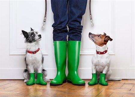 simsearch:400-08694289,k - two terrier dogs waiting to go walkies in the rain at the front door at home with owner waiting Stock Photo - Budget Royalty-Free & Subscription, Code: 400-08555307