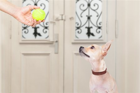 dog ball waiting - chihuahua dog waiting for owner to play with tennis ball and go for a walk with leash Stock Photo - Budget Royalty-Free & Subscription, Code: 400-08555310