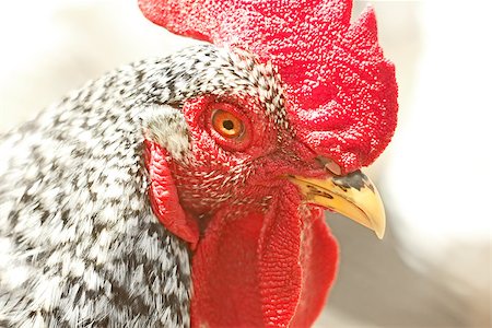 Portrait of an adult speckled rooster in bright sunlight Photographie de stock - Aubaine LD & Abonnement, Code: 400-08555718