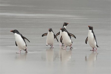 saunders island - Rockhopper penguins coming from the ocean Falkland Island Stock Photo - Budget Royalty-Free & Subscription, Code: 400-08555734