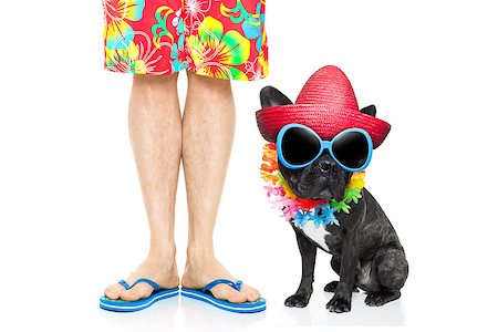 french bulldog dog and owner ready to go on summer holidays vacation with luggage and bags , isolated on white background Stock Photo - Budget Royalty-Free & Subscription, Code: 400-08555898