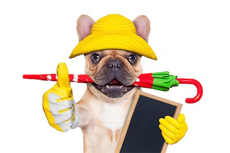 rubber boots in mud - fawn french bulldog sitting and waiting to go for a walk with owner , prepared for rain and dirt,wearing rain boots , holding umbrella with mouth,  isolated on white background Foto de stock - Super Valor sin royalties y Suscripción, Código: 400-08555905