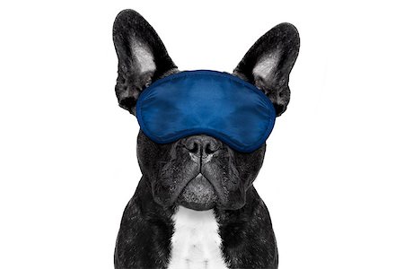 simsearch:400-08159205,k - french bulldog dog  resting ,sleeping or having a siesta  with   eye mask, isolated on white background Stock Photo - Budget Royalty-Free & Subscription, Code: 400-08555914