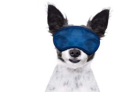 simsearch:400-08159205,k - dog  resting ,sleeping or having a siesta  with   eye mask, isolated on white background Stock Photo - Budget Royalty-Free & Subscription, Code: 400-08555916