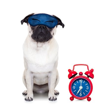 simsearch:400-08159205,k - pug  dog  resting ,sleeping or having a siesta  with alarm  clock and eye mask, isolated on white  background Stock Photo - Budget Royalty-Free & Subscription, Code: 400-08555928