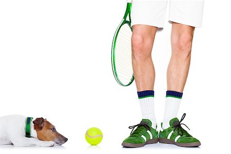 simsearch:400-08158292,k - jack russell dog with owner as tennis player with ball and tennis racket or racquet isolated on white background Fotografie stock - Microstock e Abbonamento, Codice: 400-08555921