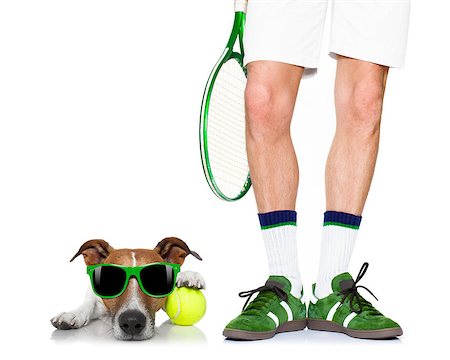 simsearch:400-08158292,k - jack russell dog with owner as tennis player with ball and tennis racket or racquet isolated on white background Fotografie stock - Microstock e Abbonamento, Codice: 400-08555922