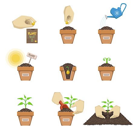 simsearch:400-05706113,k - Planting The Seed Sequence Cartoon Simple Style Flat Vector Illustrations Set On White Background Stock Photo - Budget Royalty-Free & Subscription, Code: 400-08556006