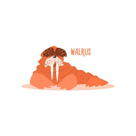 Walrus Drawing For Arctic Animals Collection Of Flat Vector Illustration In Creative Style On White Background Stock Photo - Budget Royalty-Free & Subscription, Code: 400-08556021