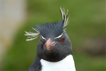 simsearch:400-04900478,k - Rockhopper penguin Falkland Island, travel to Antarctica Photographie de stock - Aubaine LD & Abonnement, Code: 400-08556240