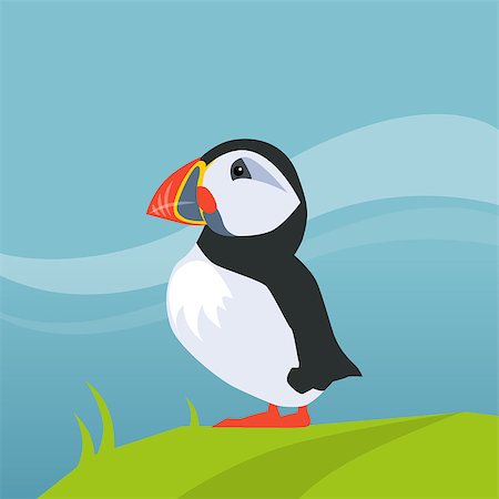 simsearch:400-08556910,k - Puffin Bird In Iceland Flat Bright Color Simplified Vector Illustration In Realistic Cartoon Style Design Stock Photo - Budget Royalty-Free & Subscription, Code: 400-08557077