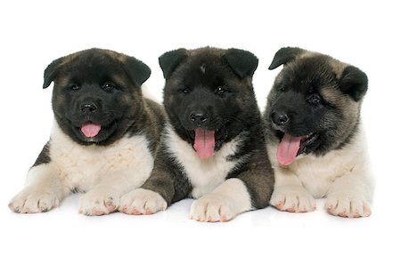 puppies american akita in front of white background Photographie de stock - Aubaine LD & Abonnement, Code: 400-08551107