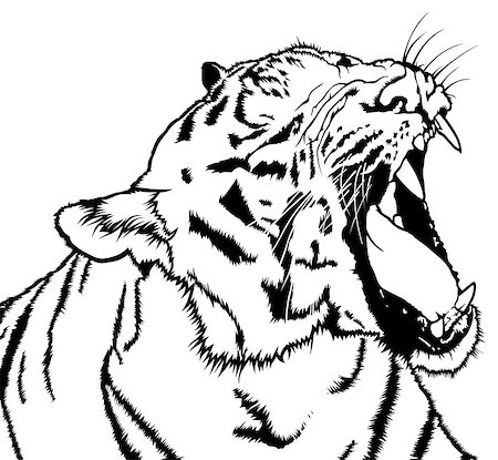 Roaring Tiger - Black and White Drawing Illustration, Vector Stock Photo - Budget Royalty-Free & Subscription, Code: 400-08551116