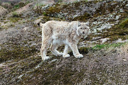 simsearch:400-08505506,k - Looking white-gray wild lynx walking on rock Photographie de stock - Aubaine LD & Abonnement, Code: 400-08551308