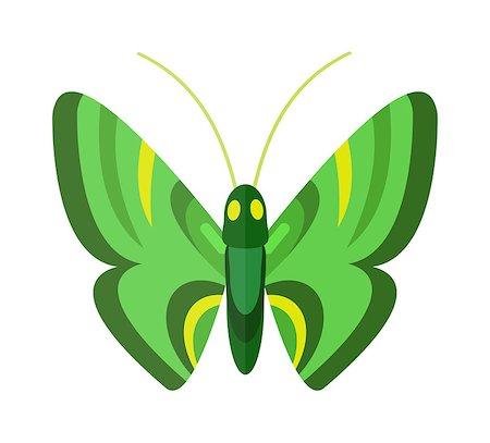 simsearch:400-08706648,k - Flat butterfly vector. Flat butterfly isolated on white background. Flat butterfly vector illustration. Colored flat butterfly isolated on white background. Foto de stock - Royalty-Free Super Valor e Assinatura, Número: 400-08551312