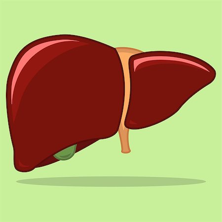 Human liver isolated on green background. Vector illustration Stock Photo - Budget Royalty-Free & Subscription, Code: 400-08551344