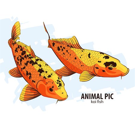 simsearch:400-04576608,k - Orange Koi fishes on white background Stock Photo - Budget Royalty-Free & Subscription, Code: 400-08551503